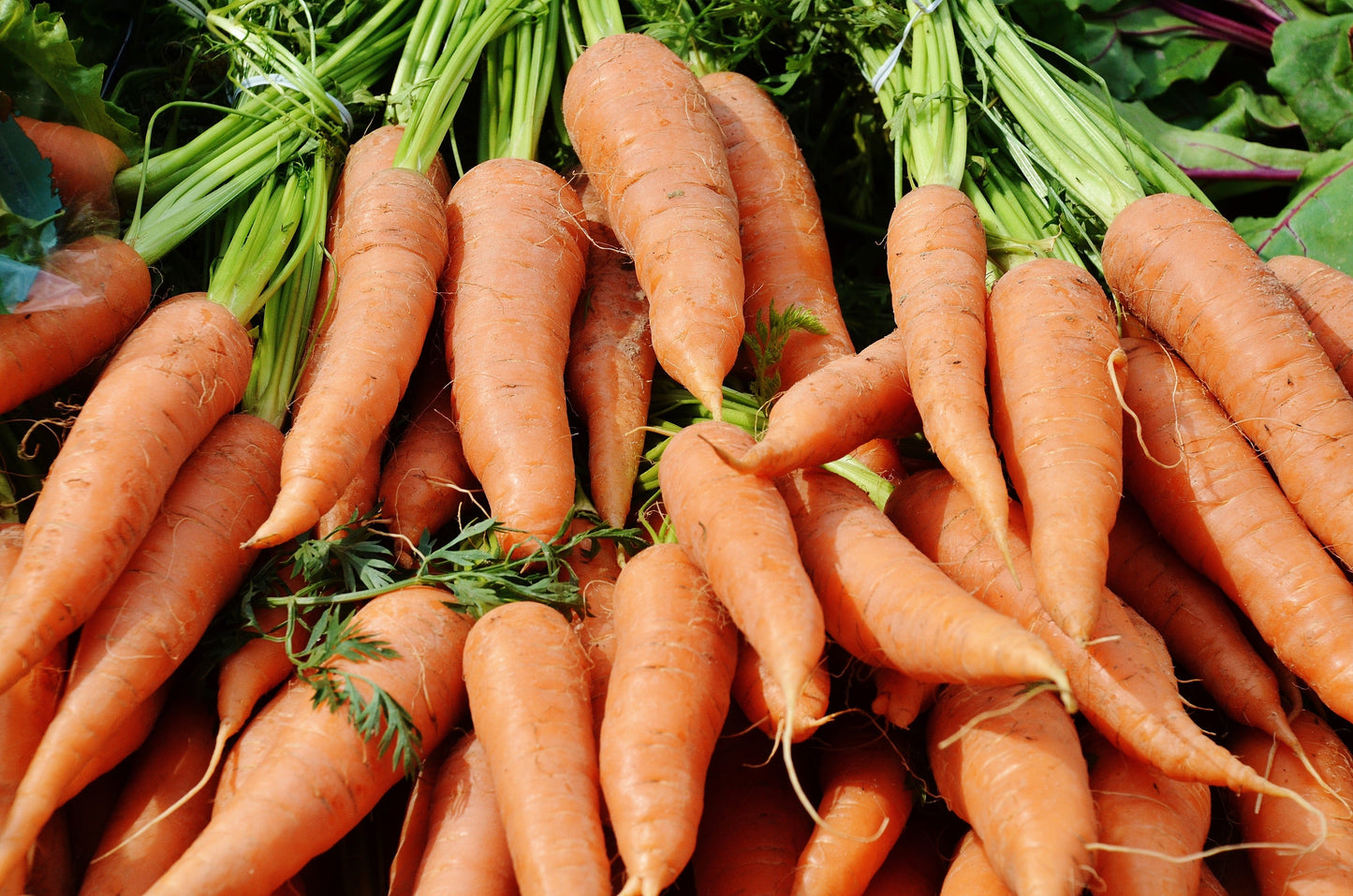 Carrot Cape Market Seed (150 Seeds)