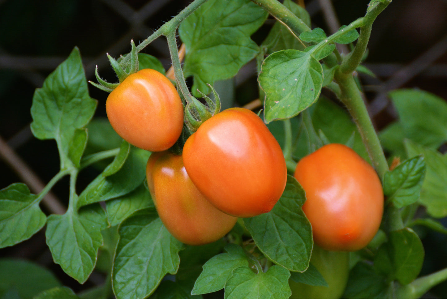 Tomato Roma Vf Seed (100 Seeds)