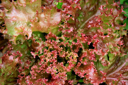 Lettuce Lolla Rossa Seed (100 seeds)