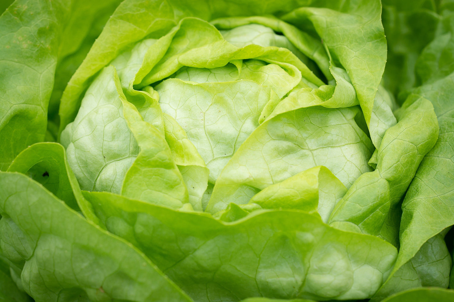 Lettuce Butterhead Attraction Seed (100 Seeds)
