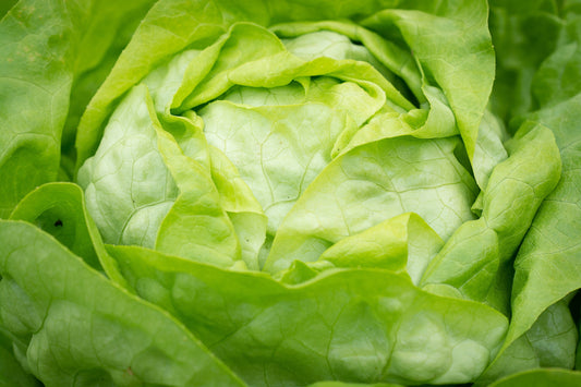 Lettuce Butterhead Attraction Seed (100 Seeds)